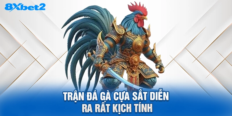 Trận đá gà cựa sắt diễn ra rất kịch tính