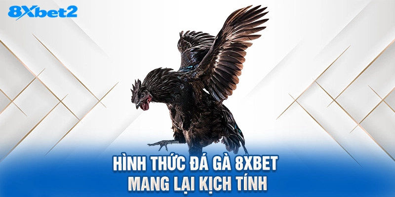 hình thức đá gà 8XBET mang lại kịch tính