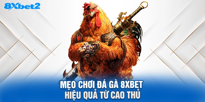 mẹo chơi đá gà 8XBET hiệu quả từ cao thủ